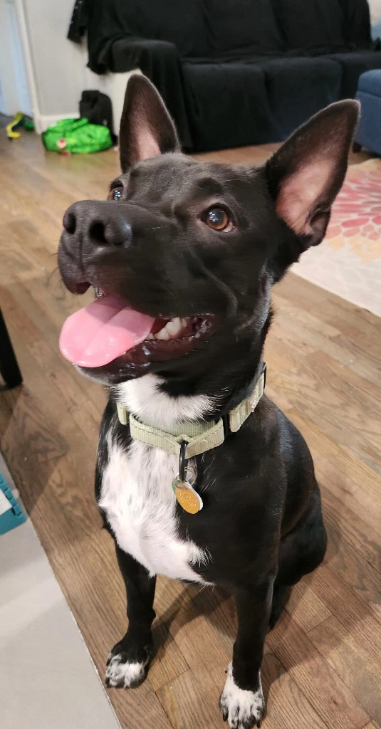 Tater Tot Aka Onyx