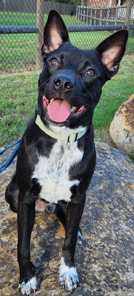Tater Tot (AKA Onyx), a dog for adoption from Okie Pet Rescue