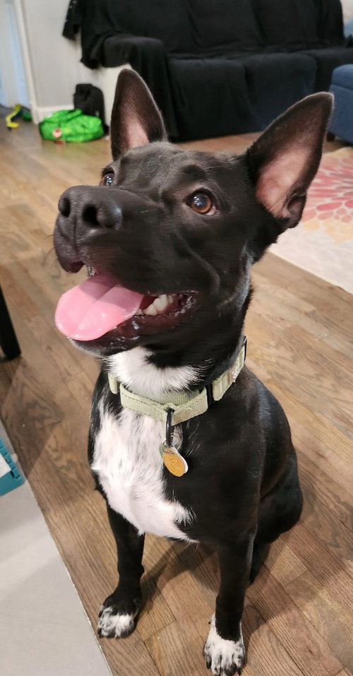Photo 2 of Tater Tot (AKA Onyx)