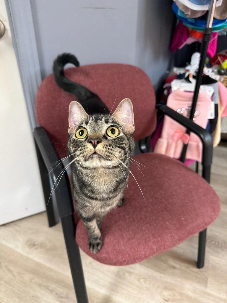 Colby Jack
