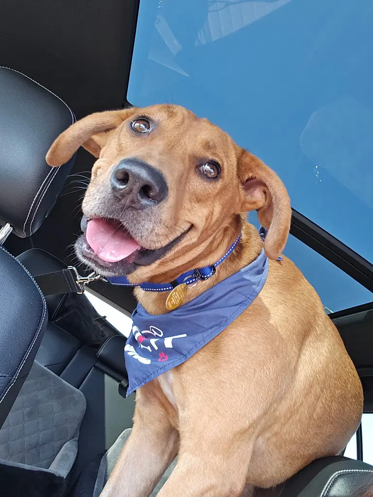 Diego - Hound
