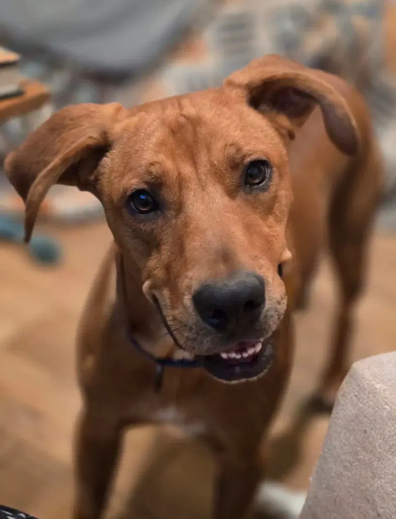 Diego - Hound