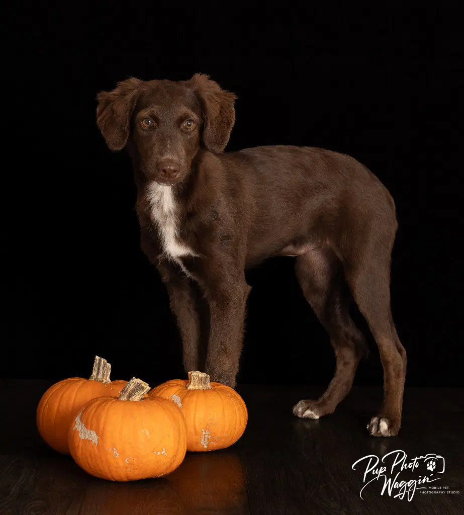 Joey - Poodle (unknown type)