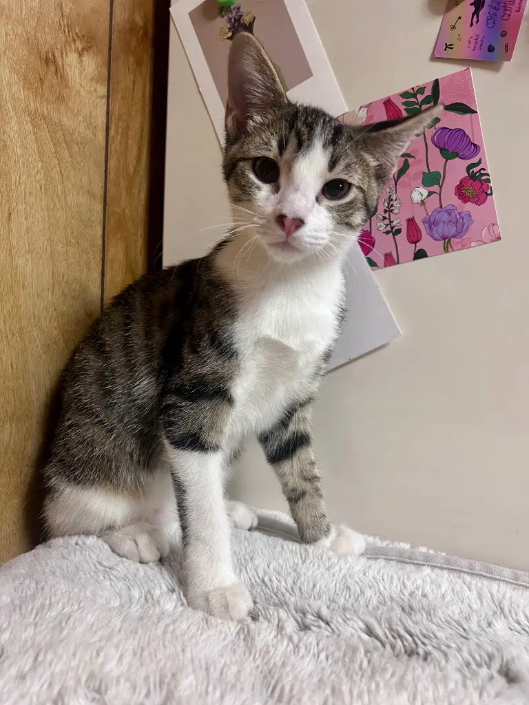Oliver - Domestic Short Hair