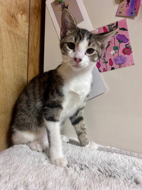 Oliver, a cat for adoption from Okie Pet Rescue