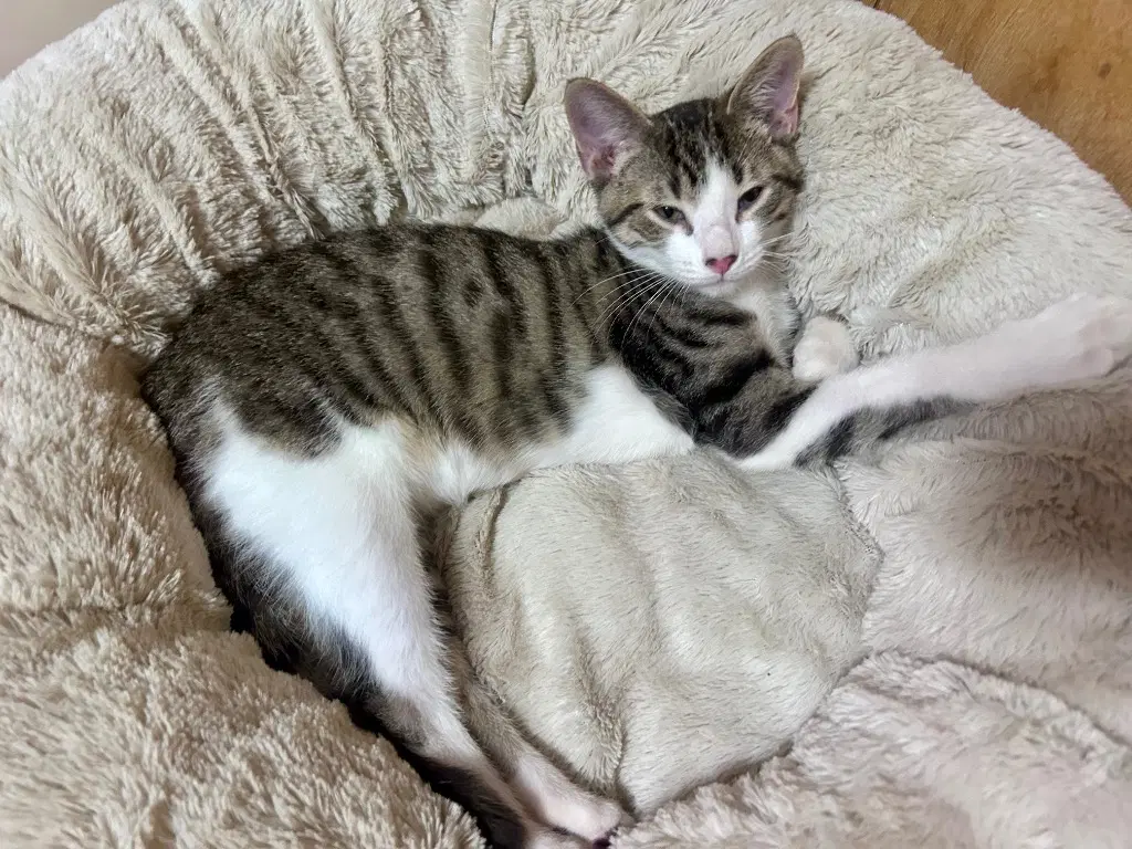 Oliver image 2