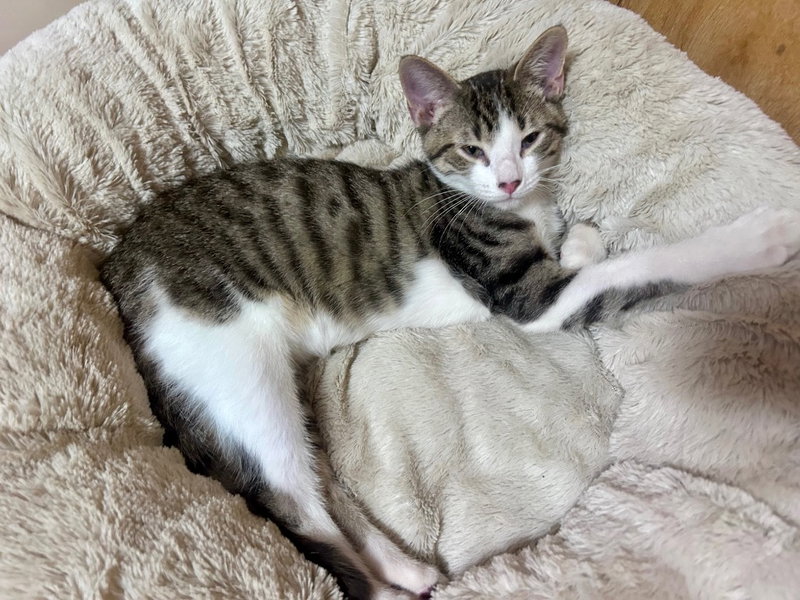 Oliver, photo 2