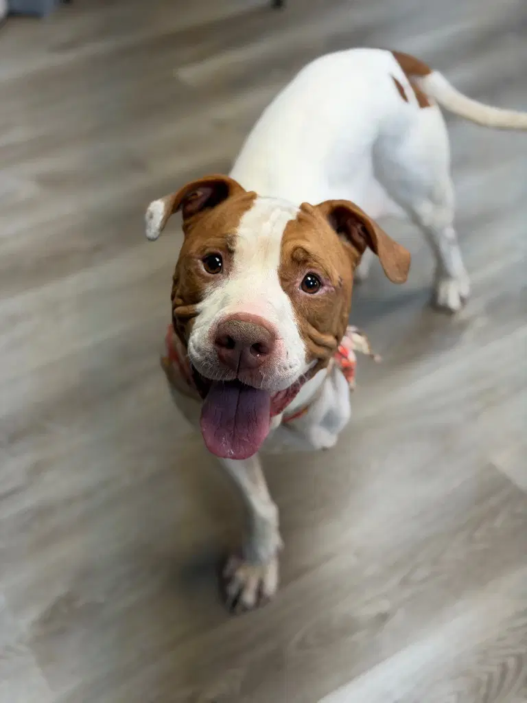 Money - Pit Bull Terrier