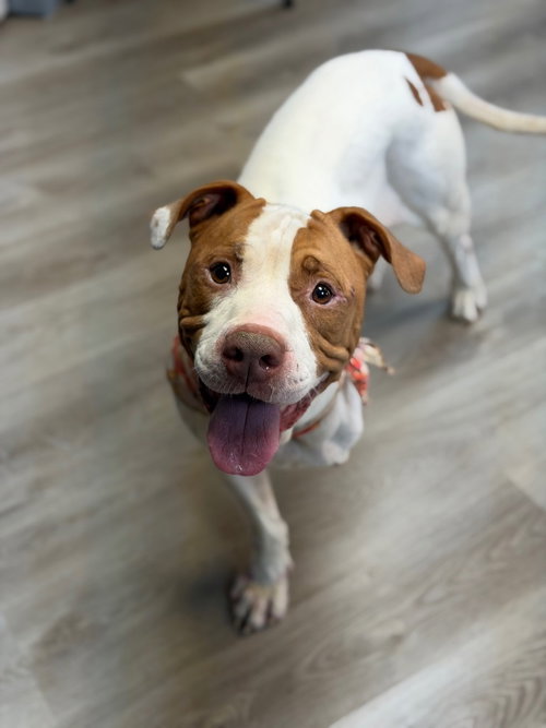 Money, a dog for adoption from Okie Pet Rescue