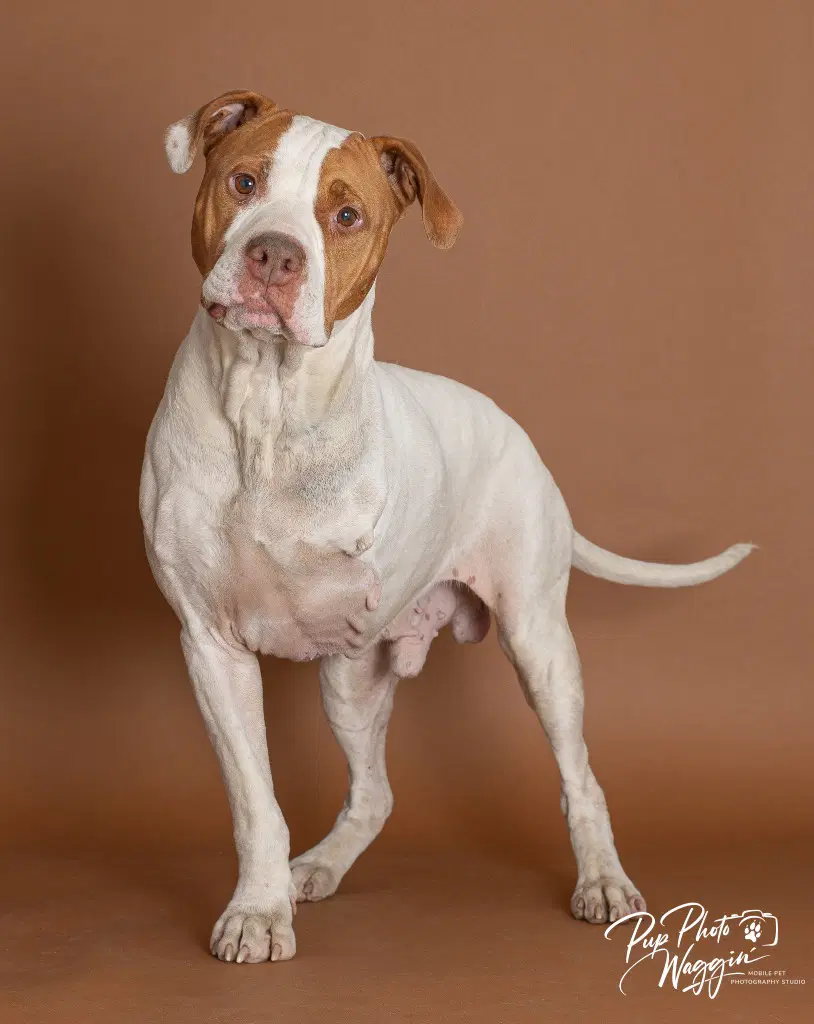 Money - Pit Bull Terrier