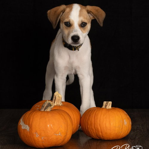 Lil' Kim, a dog for adoption from Okie Pet Rescue
