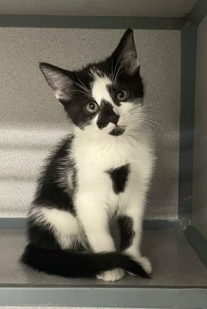Marshmallow - Domestic Medium Hair