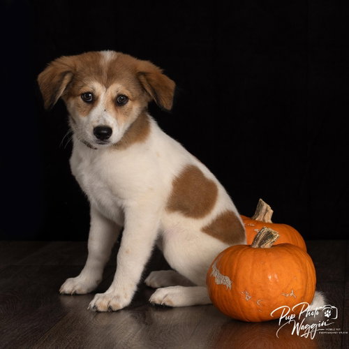 Shakira, a dog for adoption from Okie Pet Rescue