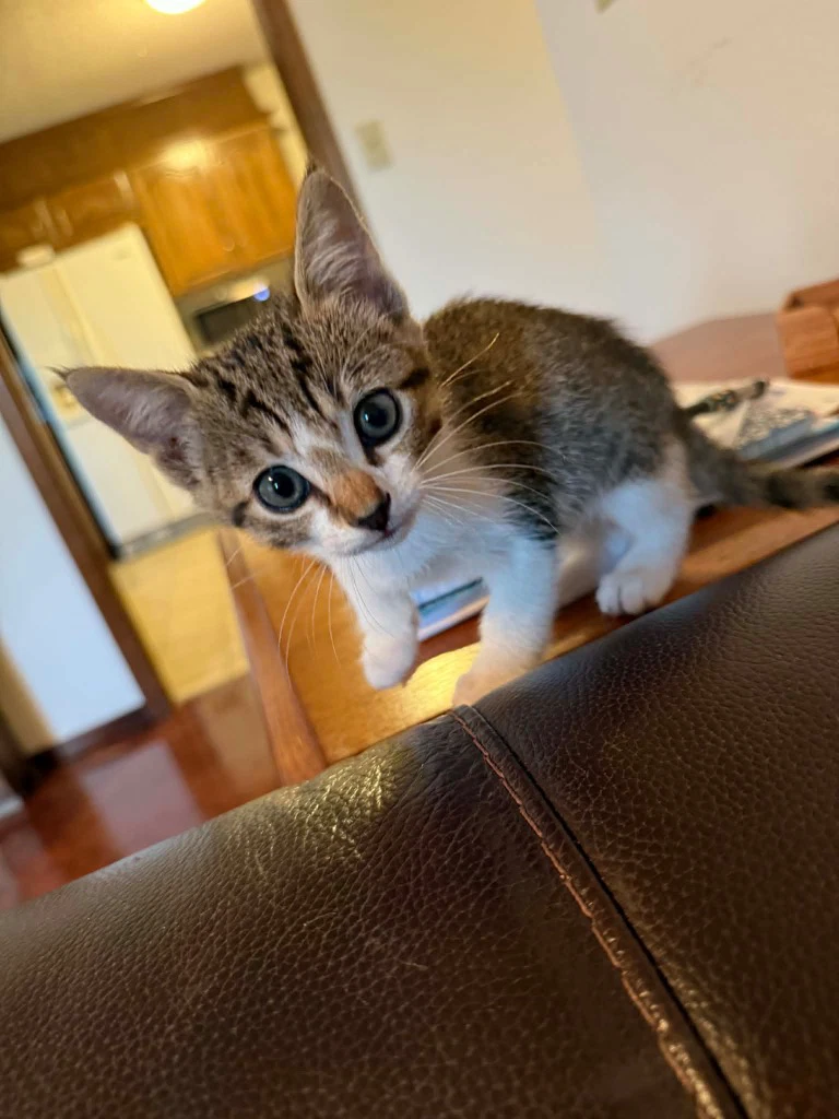 Harley