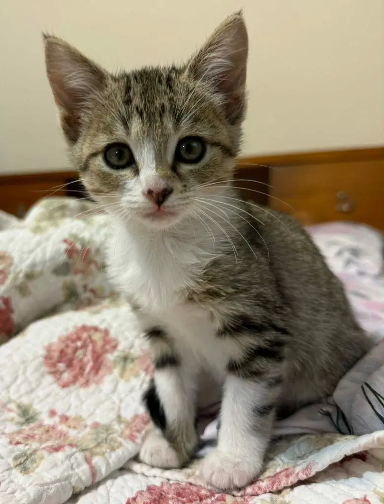 Holly - Domestic Short Hair