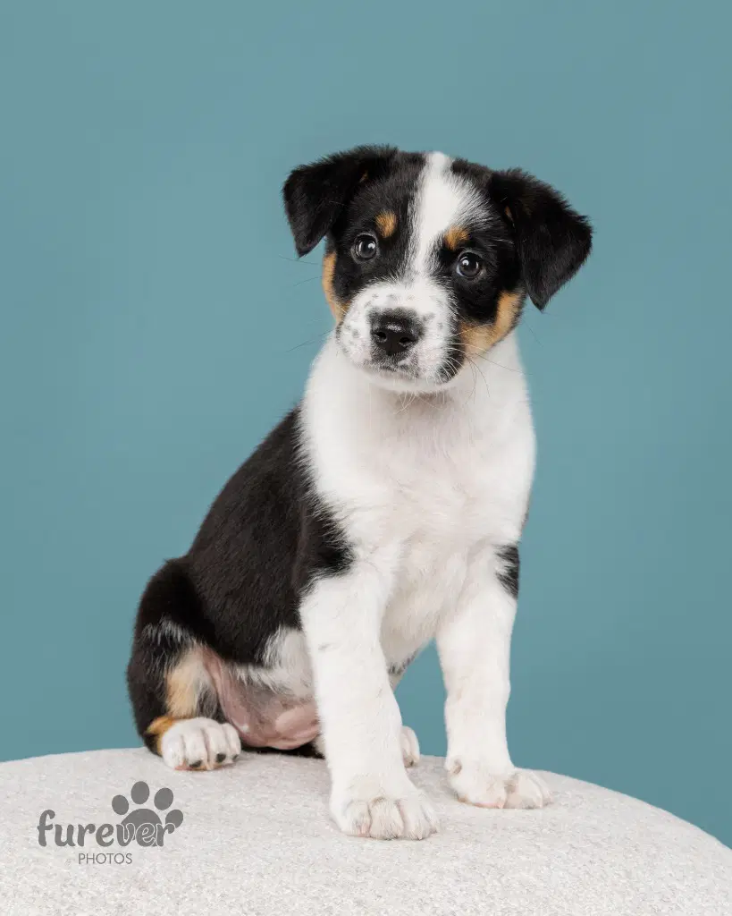 Tator - Cattle Dog