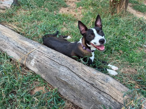 China, a dog for adoption from Okie Pet Rescue