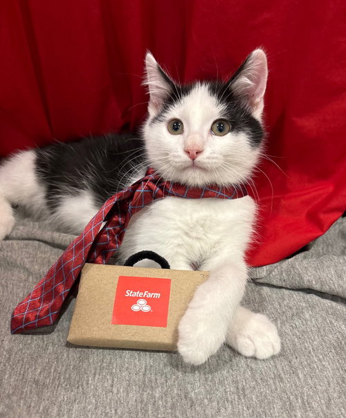 Jake (from State Farm), a cat for adoption from Okie Pet Rescue