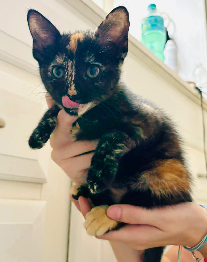 Hocus, Domestic Short Hair