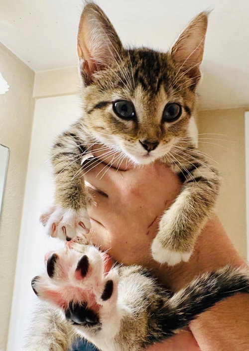 Pocus, a cat for adoption from Okie Pet Rescue