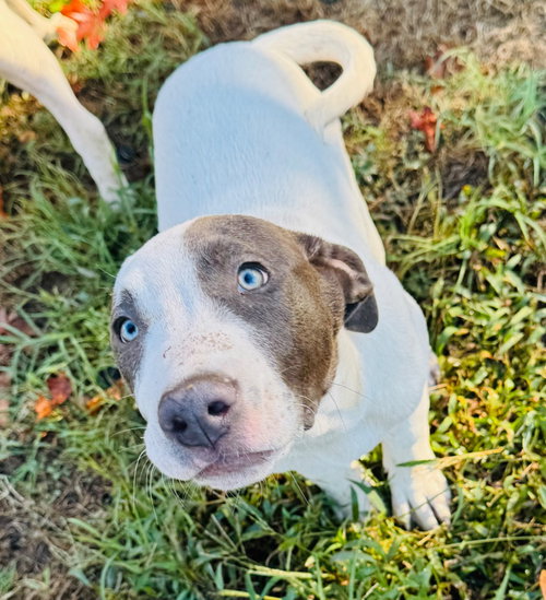 Ghost, a dog for adoption from Okie Pet Rescue