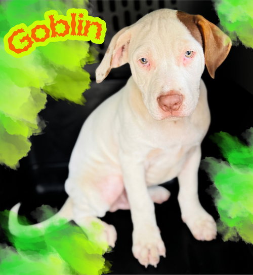 Goblin, a dog for adoption from Okie Pet Rescue
