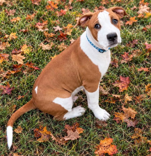 Phantom, a dog for adoption from Okie Pet Rescue