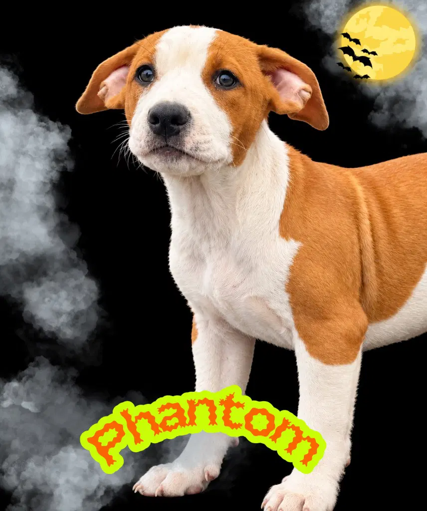 Phantom image 3