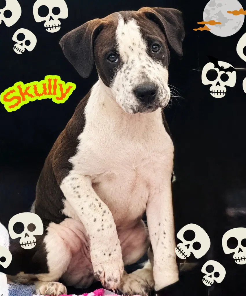 Skully - Pit Bull Terrier