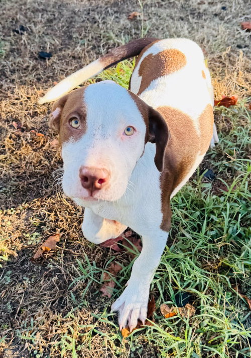 Zombie Girl, a dog for adoption from Okie Pet Rescue