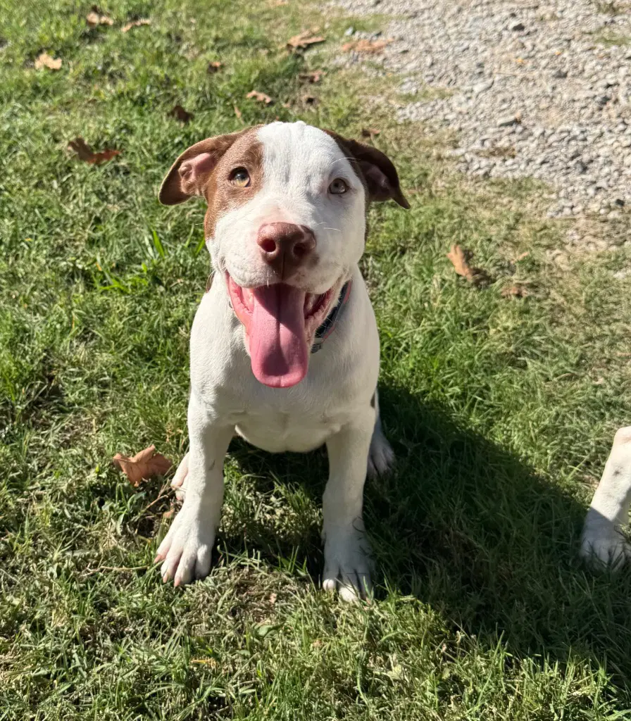 Zombie Girl - Pit Bull Terrier
