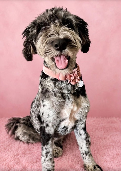 Bernadette, a dog for adoption from Okie Pet Rescue