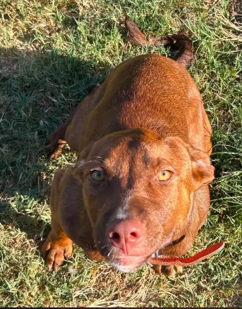 Cinnamon - Pit Bull Terrier