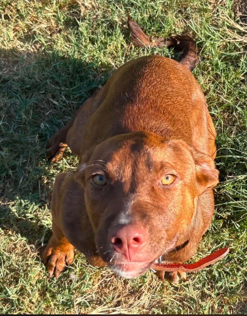 Cinnamon