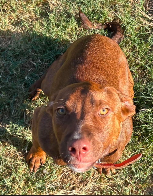 Cinnamon, a dog for adoption from Okie Pet Rescue