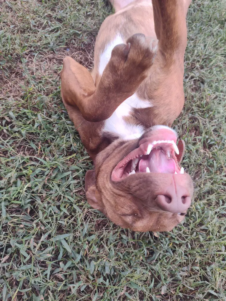 Cinnamon image 2