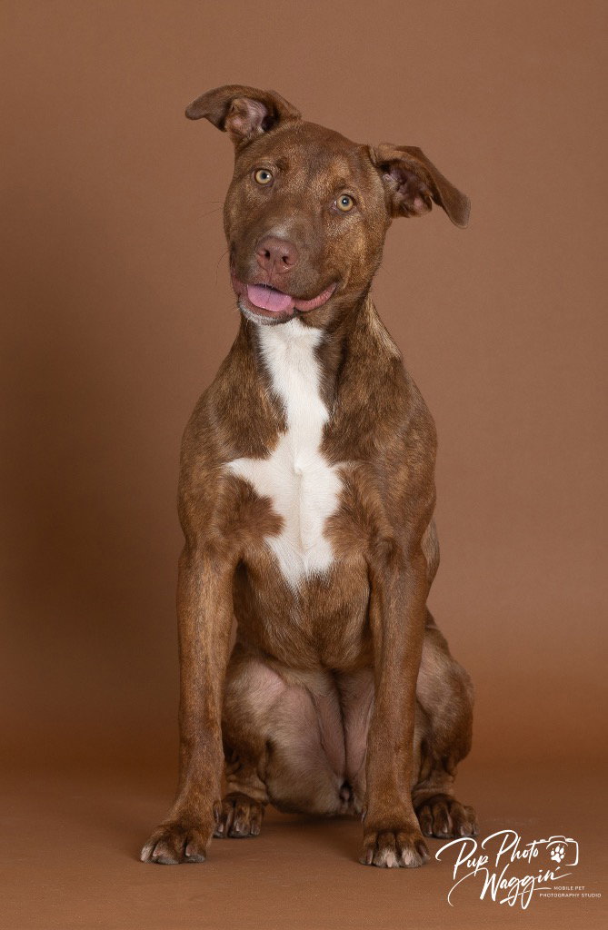 Cinnamon, photo 2