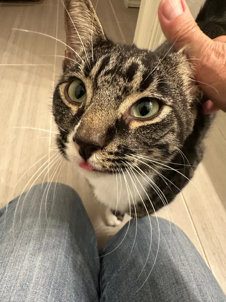 Raising Cane's Simon - Domestic Short Hair