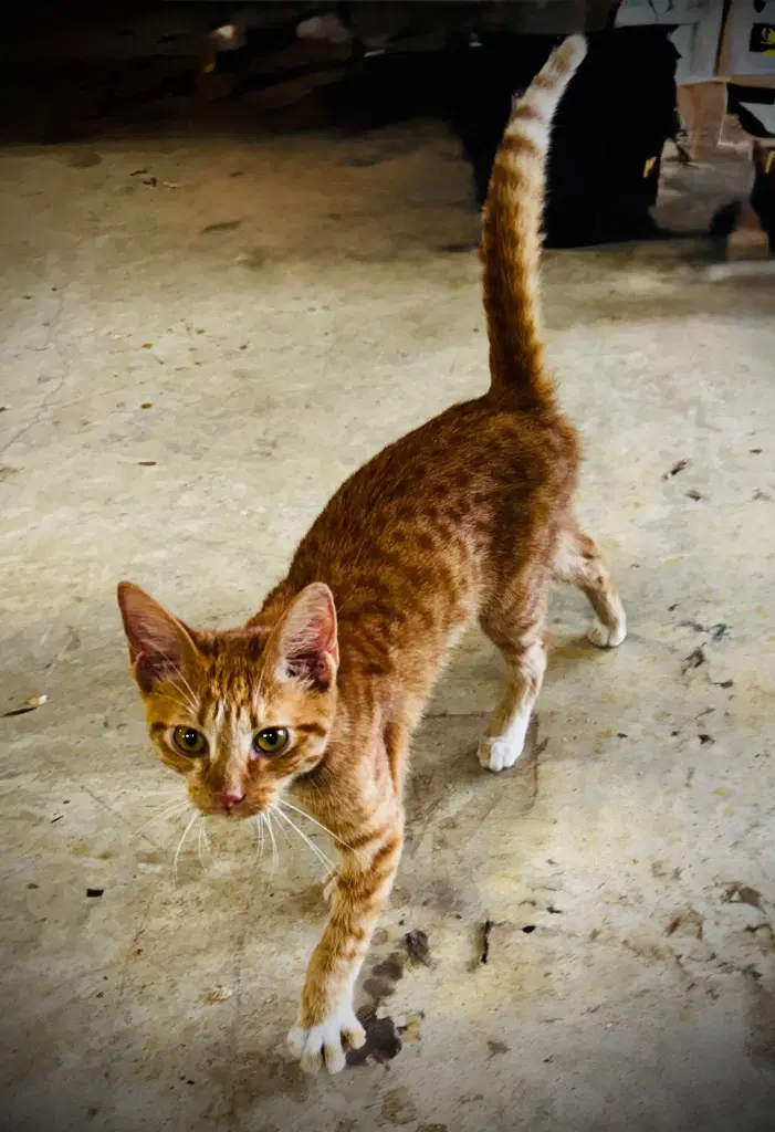 Rusty - Domestic Short Hair