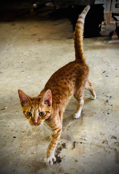 Rusty, a cat for adoption from Okie Pet Rescue