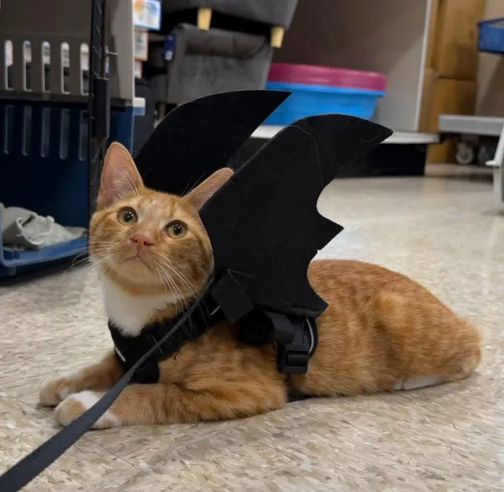Rusty - Domestic Short Hair