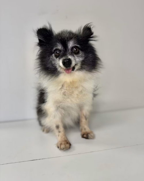 Cricket, a dog for adoption from Okie Pet Rescue