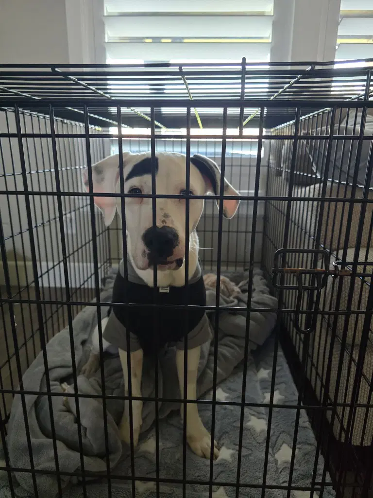Milo - Pit Bull Terrier