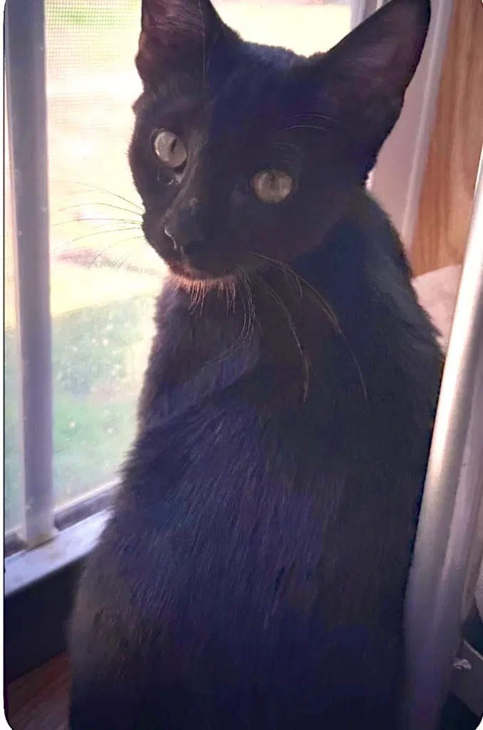 Bellatrix - Domestic Short Hair