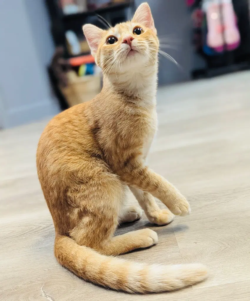 Pomelo - Domestic Short Hair