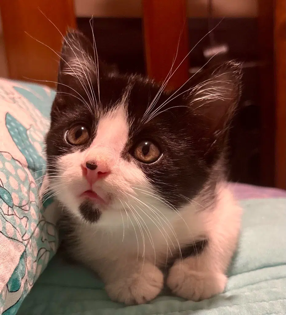 Simon - Domestic Short Hair