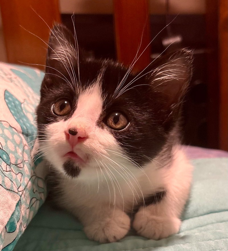Simon, a male kitten up for adoption