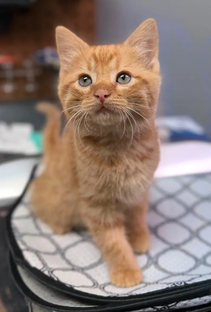 Archie - Domestic Medium Hair