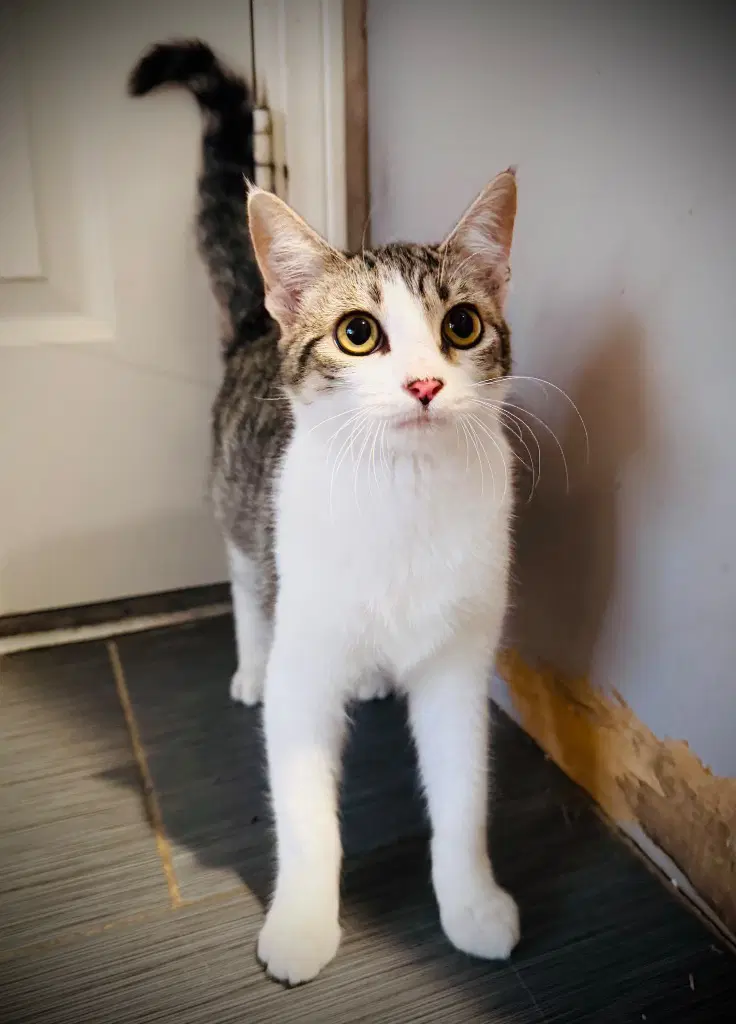 Sam's Bandit - Domestic Short Hair