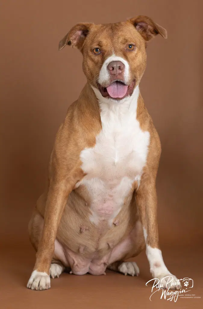 Charley - Pit Bull Terrier